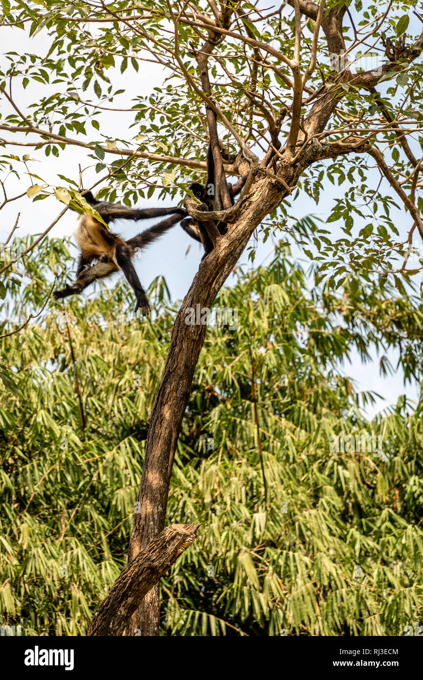 black handed spider monkeys in tree in Guatemalan zoo Stock Photo - Alamy
