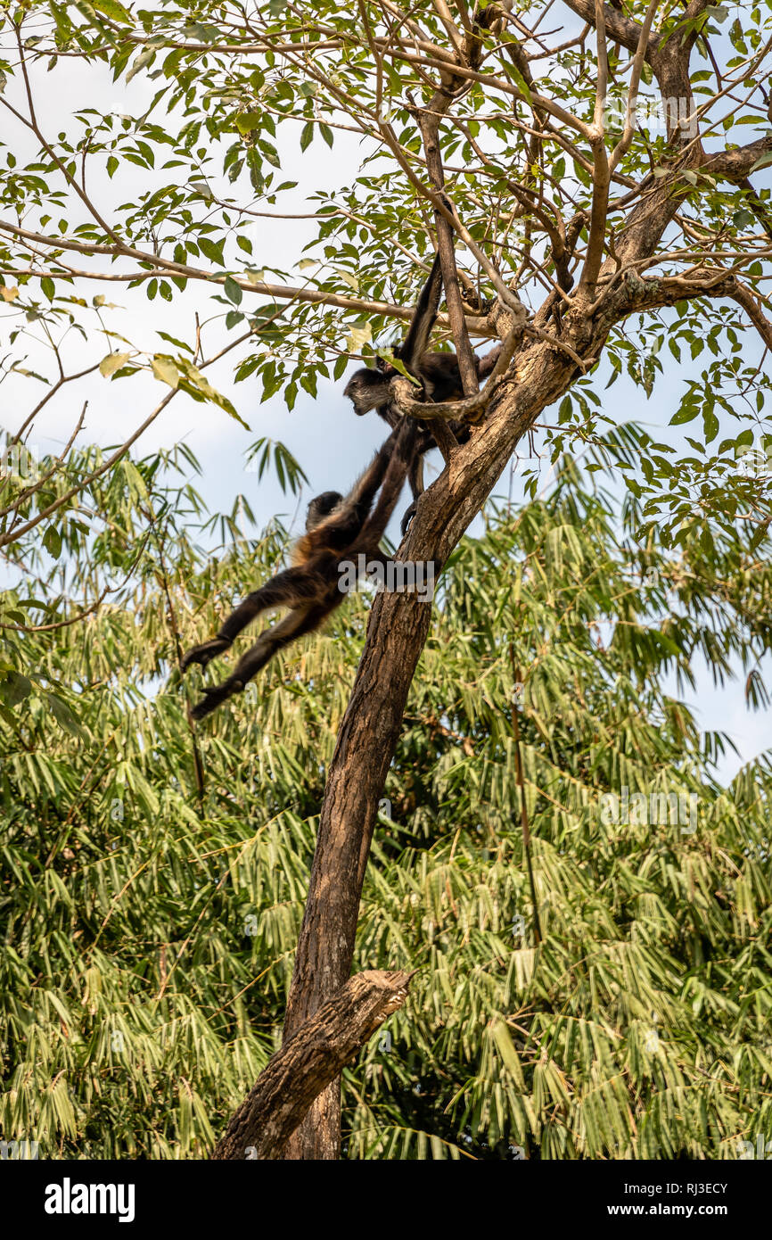 black handed spider monkeys in tree in Guatemalan zoo Stock Photo - Alamy
