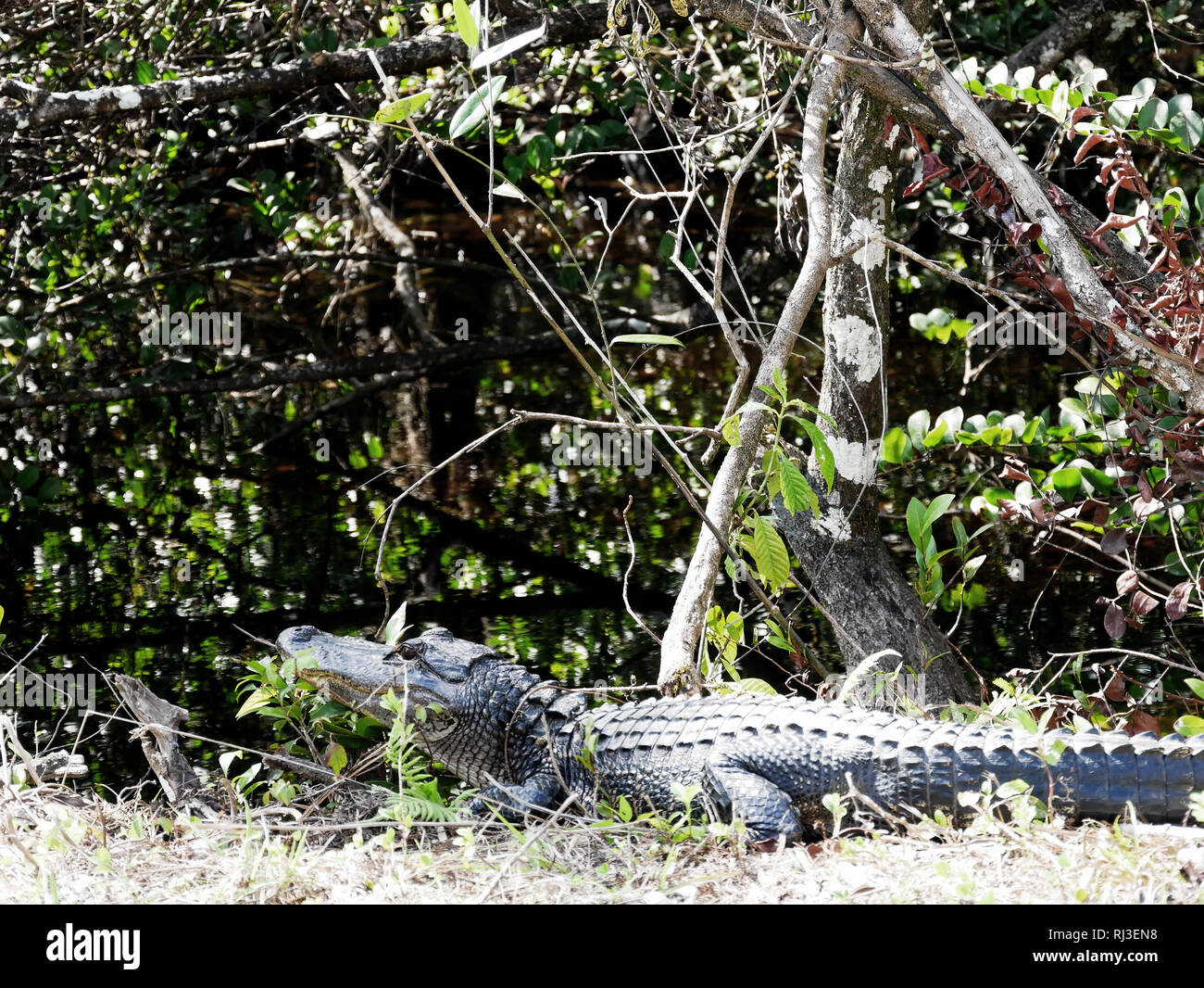 Aligator on land Stock Photo