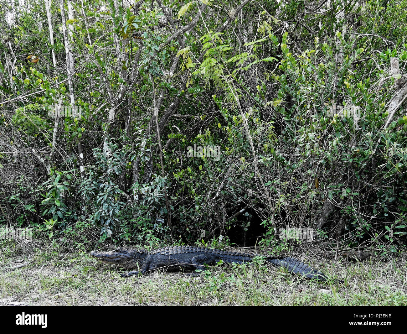 Aligator sleeping bush Stock Photo