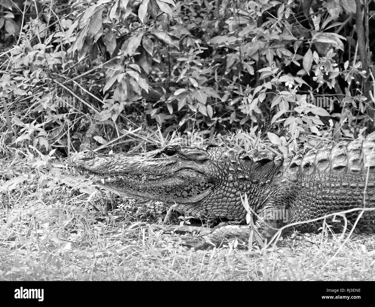 Black and white shot of Aligator head Stock Photo