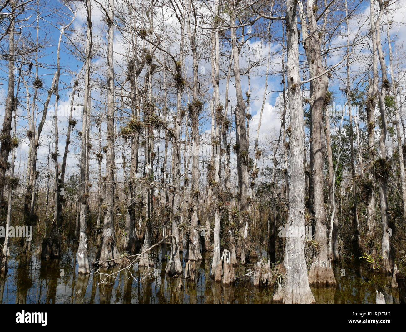 Florida wetlands with clouds Stock Photo Alamy