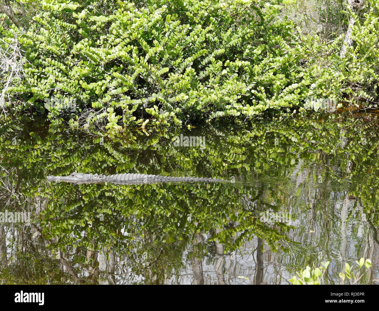 Crocodile in river with trees Stock Photo