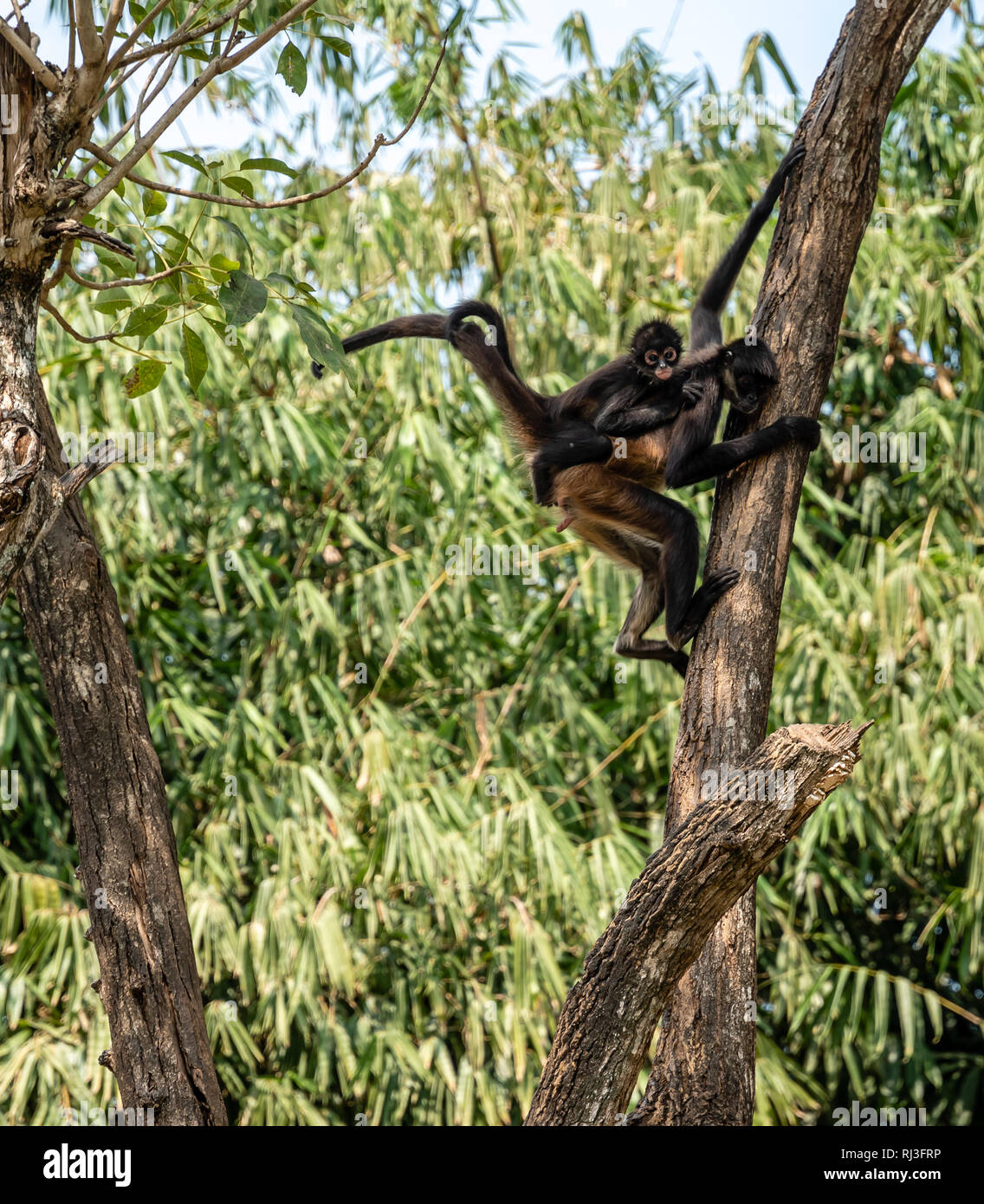 black handed spider monkeys in tree in Guatemalan zoo Stock Photo Alamy