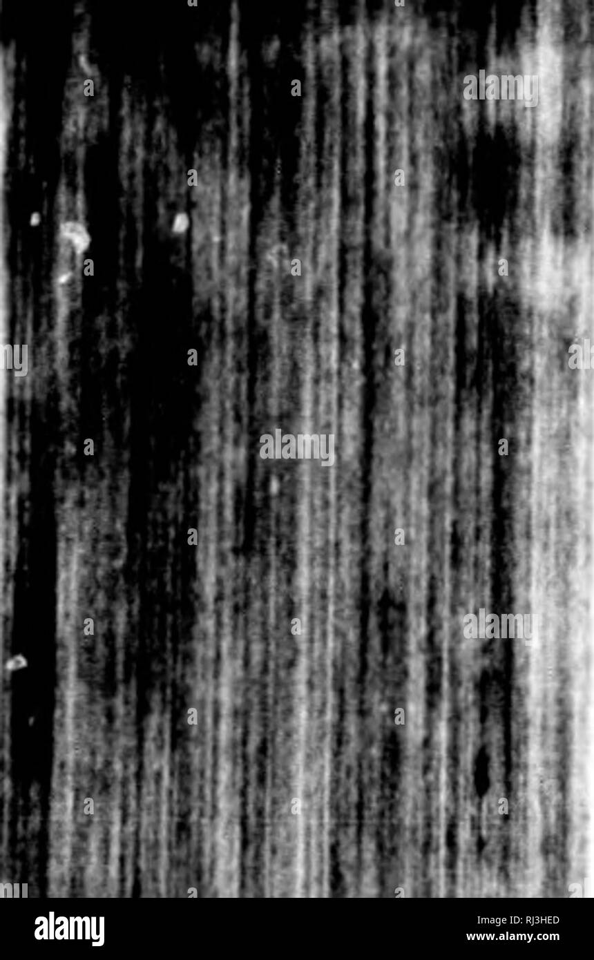 . Noticias americanas [microform] : entretenimientos phisicos-historicos, sobre la América meridional, y la septentrianal [sic] oriental : comparacion general de los territorios, climas, y produciones en las tres especies, vegetales, animales, y minerales : con relacion particular de las petrificaciones de cuerpos marinos de los indios naturales de aquellos paises, sus costumbres, y usos : de las antiguedades : discurso sobre la lengua, y sobre el modo en que pasaron los primeros pobladores. Natural history; Indians; Sciences naturelles; Indiens. 17^ ENTRETENIMIENTO 3 De este modo se forma el  Stock Photo