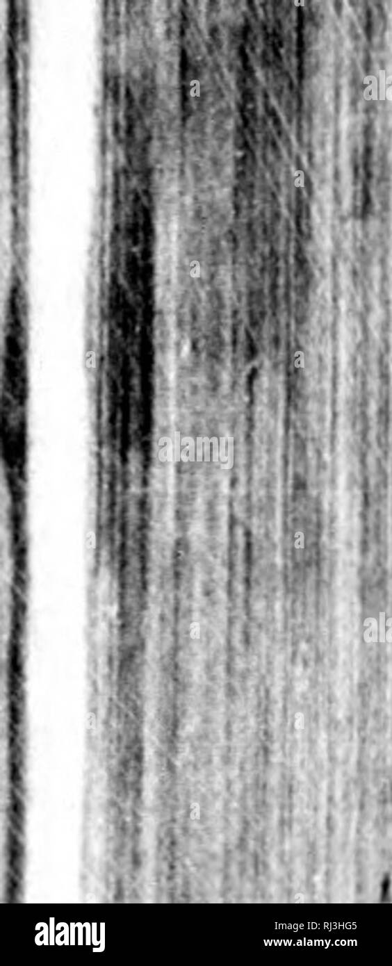 . Noticias americanas [microform] : entretenimientos phisicos-historicos, sobre la AmÃ©rica meridional, y la septentrianal [sic] oriental : comparacion general de los territorios, climas, y produciones en las tres especies, vegetales, animales, y minerales : con relacion particular de las petrificaciones de cuerpos marinos de los indios naturales de aquellos paises, sus costumbres, y usos : de las antiguedades : discurso sobre la lengua, y sobre el modo en que pasaron los primeros pobladores. Natural history; Indians; Sciences naturelles; Indiens. &quot;i', (.â â tj I ^1 i n â¢/â¢ 140 ENTRETEN Stock Photo