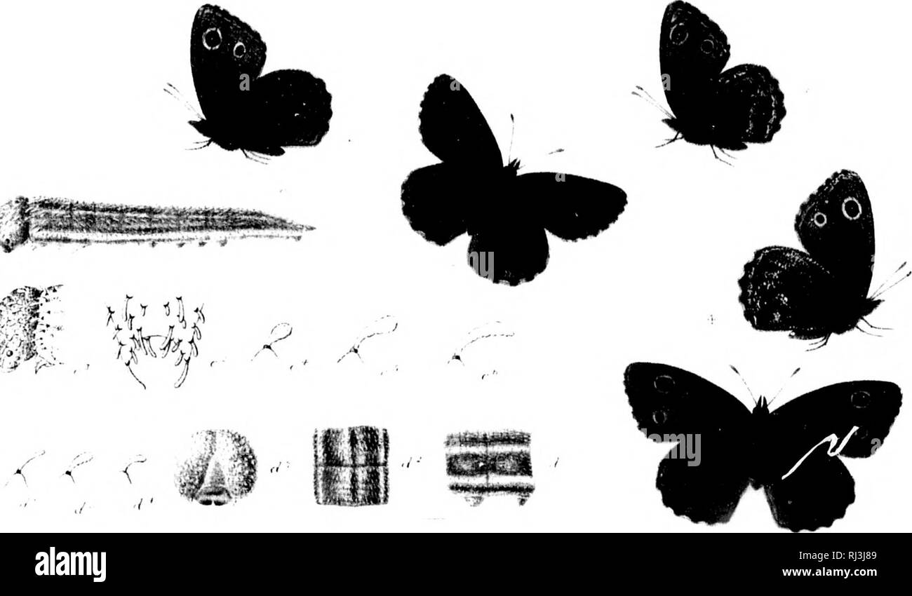 . The butterflies of North America; third series [microform]. Butterflies; Butterflies; Lepidoptera; Papillons; Papillons; LÃ©pidoptÃ¨res. 'in.. ^ fcva rtS Ms' â ^.'Si pi.i &gt;,; A y] ^1' I . IS-^' kfJ'3^ '^'-^-&lt; 'â ^f':-^' '^M^. P^^^fcJ;^^-^?^' ((.â¢I-I CHARON 12 0,34 9 VAR SILVE STRI S. 5 ^ '1 - ' Liirvu ifniimj .7 / ' /iiir/s '//.'///'/'â â / /â â¢â ' /, A ,V f'hi :;.'iih^. Please note that these images are extracted from scanned page images that may have been digitally enhanced for readability - coloration and appearance of these illustrations may not perfectly resemble the original w Stock Photo