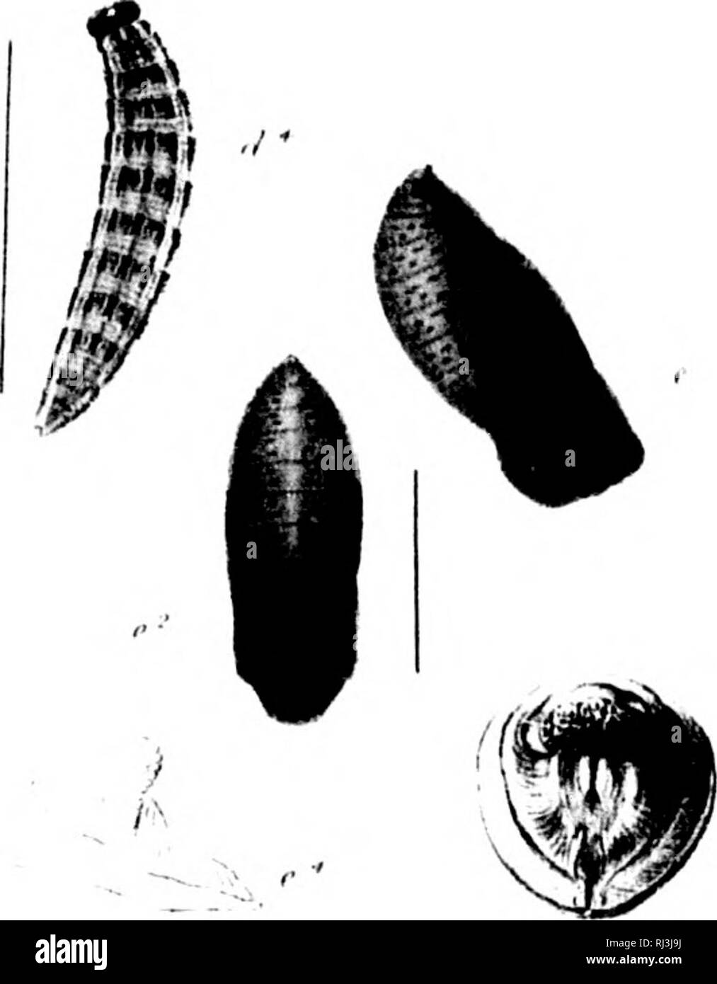 The Butterflies Of North America Third Series Microform Butterflies Butterflies Lepidoptera Papillons Papillons La C Pidopta Res V A A I 3ta V Quot Ii I A T A A U Y J T N T S E Mid E A 12 0 3 4 Y