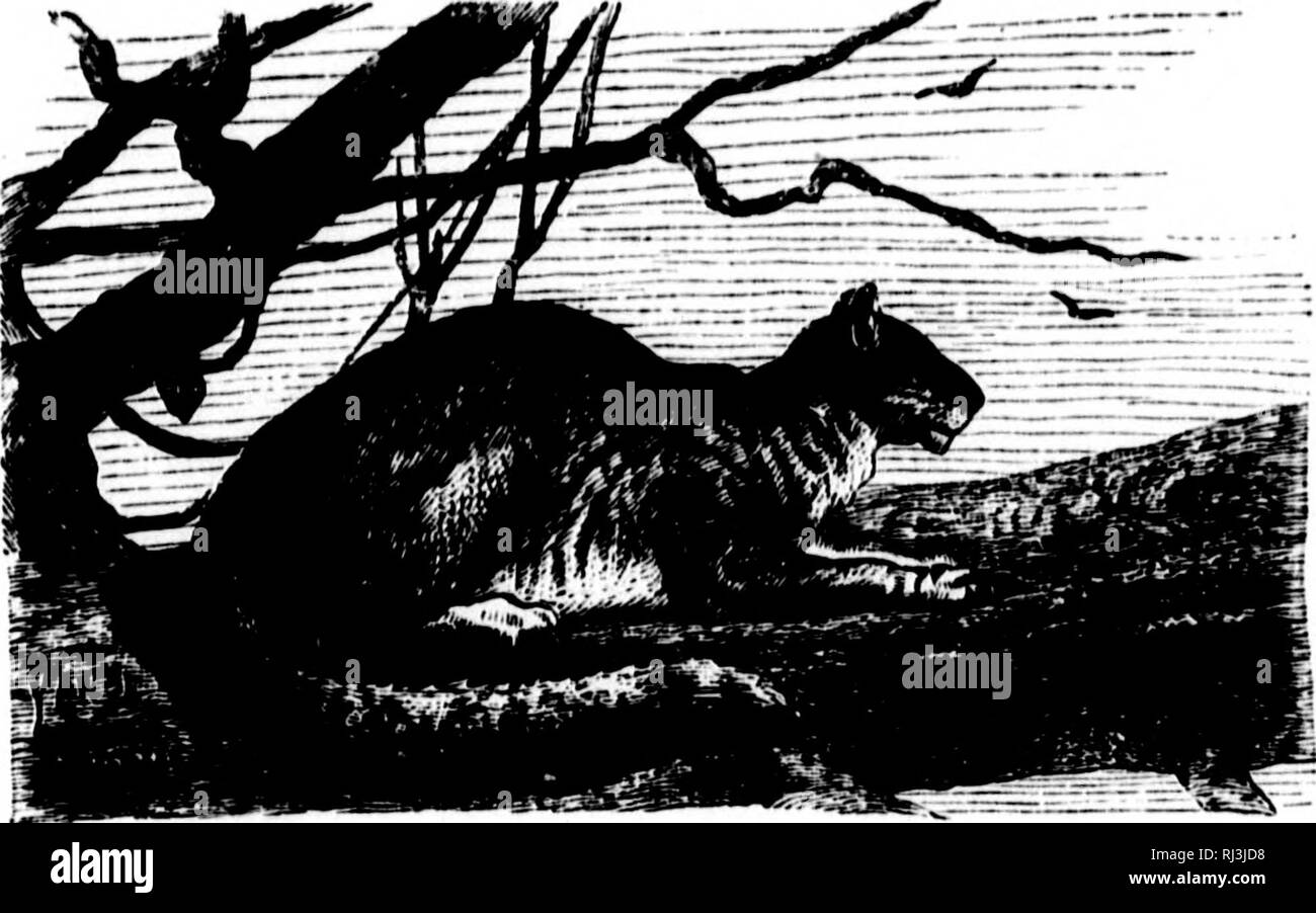Chasses Dans L Ama C Rique Du Nord Microforme Chasse Hunting Le Chat Sauvage I La