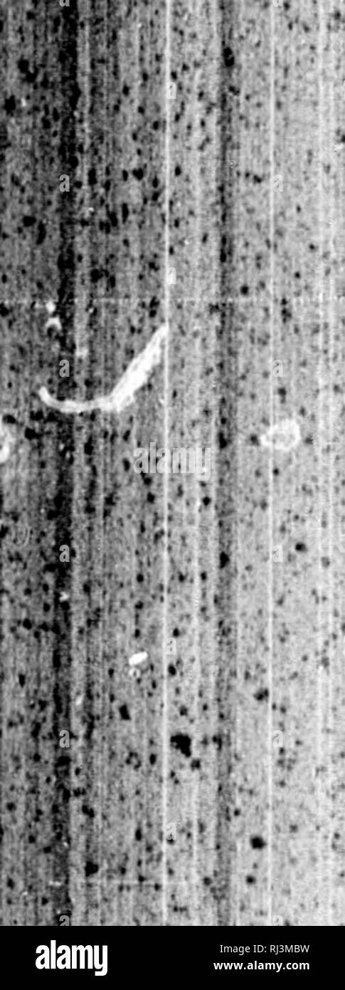 Lord Stanley von Preston