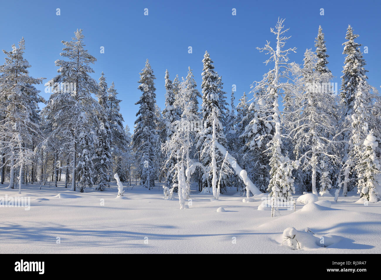 Snow covered trees in winter, Kemilae, Kuusamo, Nordoesterbotten ...