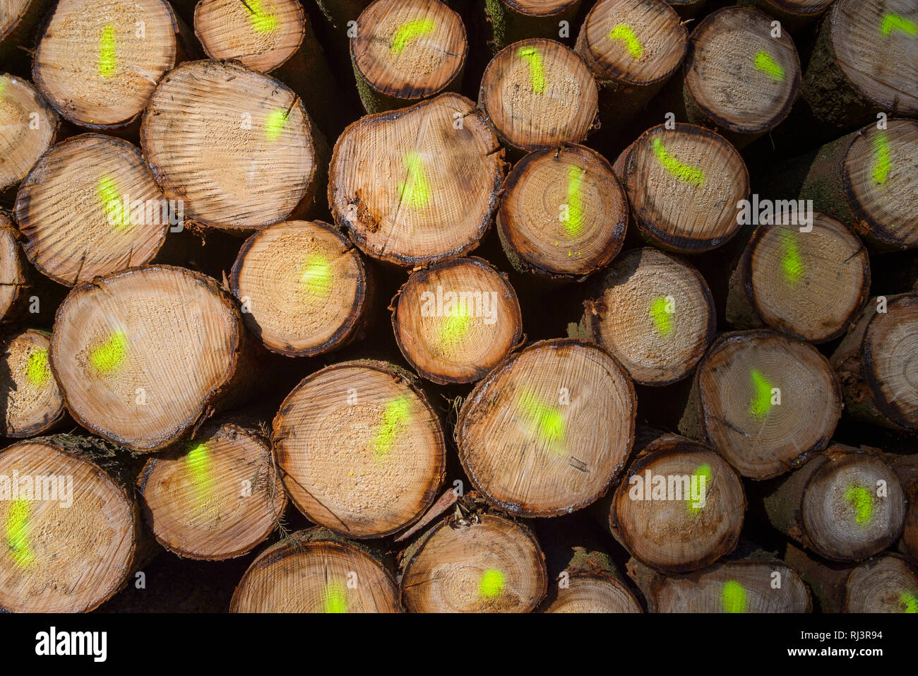 Firewood Stack with Colored Markers, Odenwald, Hesse, Germany Stock Photo