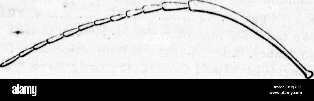 . Additions et corrections à la faune hyménoptérologique de la province de Québec [microforme]. Hyménoptères; Hymenoptera. 234 ADDITIONS A LA FAUNE HYMfcNOnftl.OI.OCilQUE remont les 1 ords des routes où l'on voit ses dômes s'dlever au dessus du sol. On trouve souvent dans ses nids des formica /V8ca réduites en servitude.. Fig. ab. Fig. JO. Fig. 3!. Fig. ii. ^^ccccïCh Fig. 21). Fig. 33. 2. Fourmi rousse. Formica rufa, Lin.—Saint-Farger I, 201; Faune 11,600. '' - Cette fourmi vit presque exclusivement dans les bois où elle entretient souvent des chemins bien battus de ses dômes qu'elle élève au  Stock Photo
