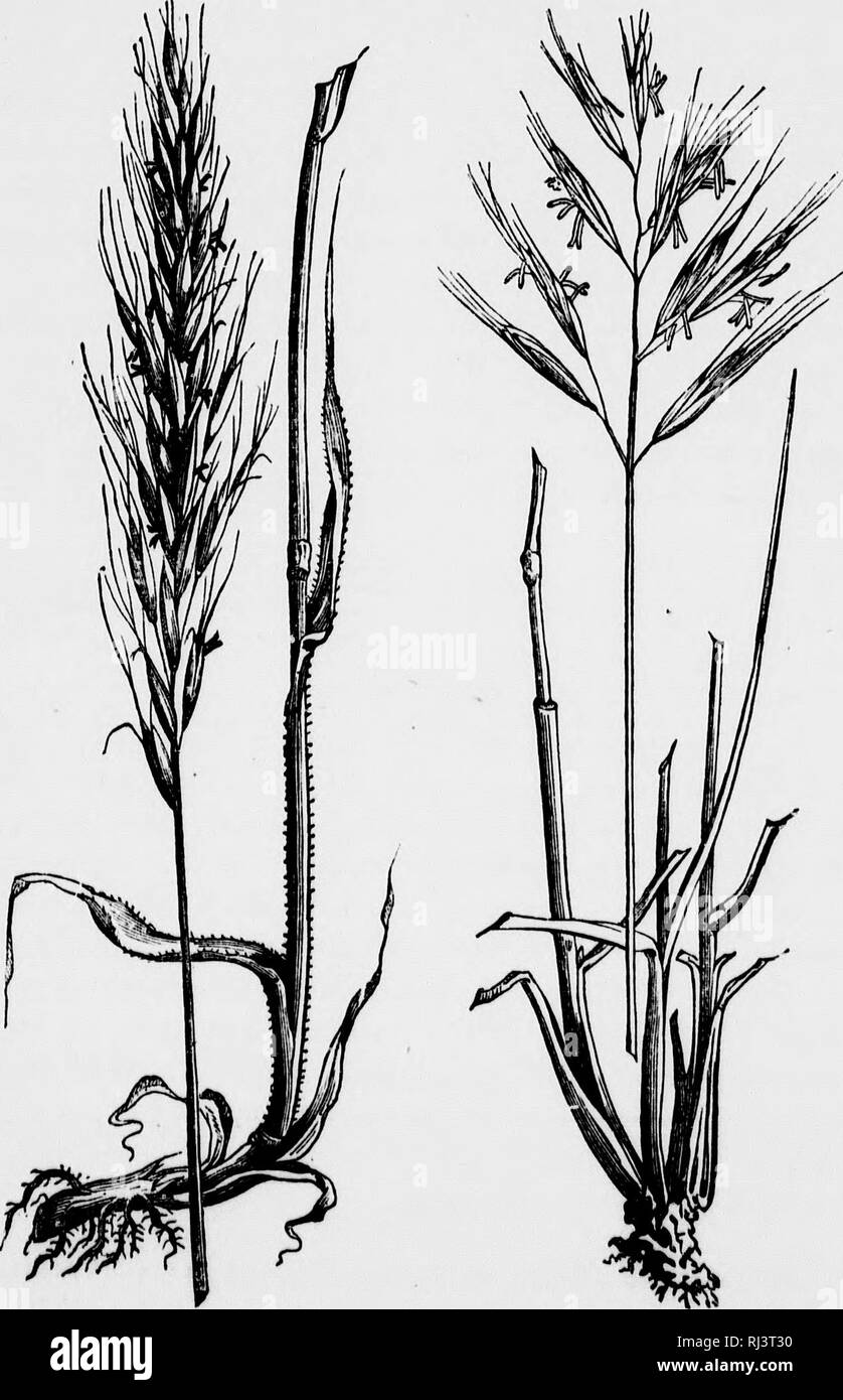 . Grasses and forage plants [microform] : a practical treatise comprising their natural history, comparative nutritive value, methods of cultivating, cutting and curing, and the management of grass lands in the United States and British provinces. Grasses; Forage plants; Hay; Graminées; Plantes fourragères; Foin. mmm 124 DOWNY OAT GRASS. Downy Persoon (Trisetum molle) is a grass with dense panicles, much contracted, oblong or linear, awn l»ent or diverging; lower palea compressed, keeled ; ! I. Fig. 101. Domiy Oat Graaa. Vig. 102. Meadow Oat Grass.. Please note that these images are extracted  Stock Photo