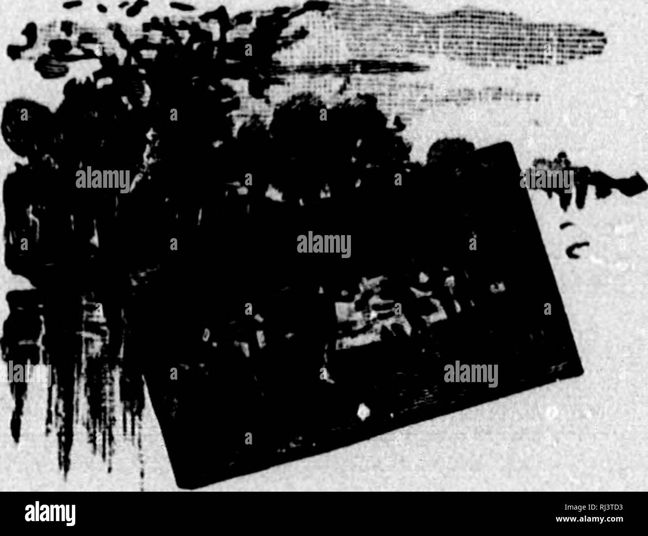 chasse-au-lynx-hi-res-stock-photography-and-images-alamy