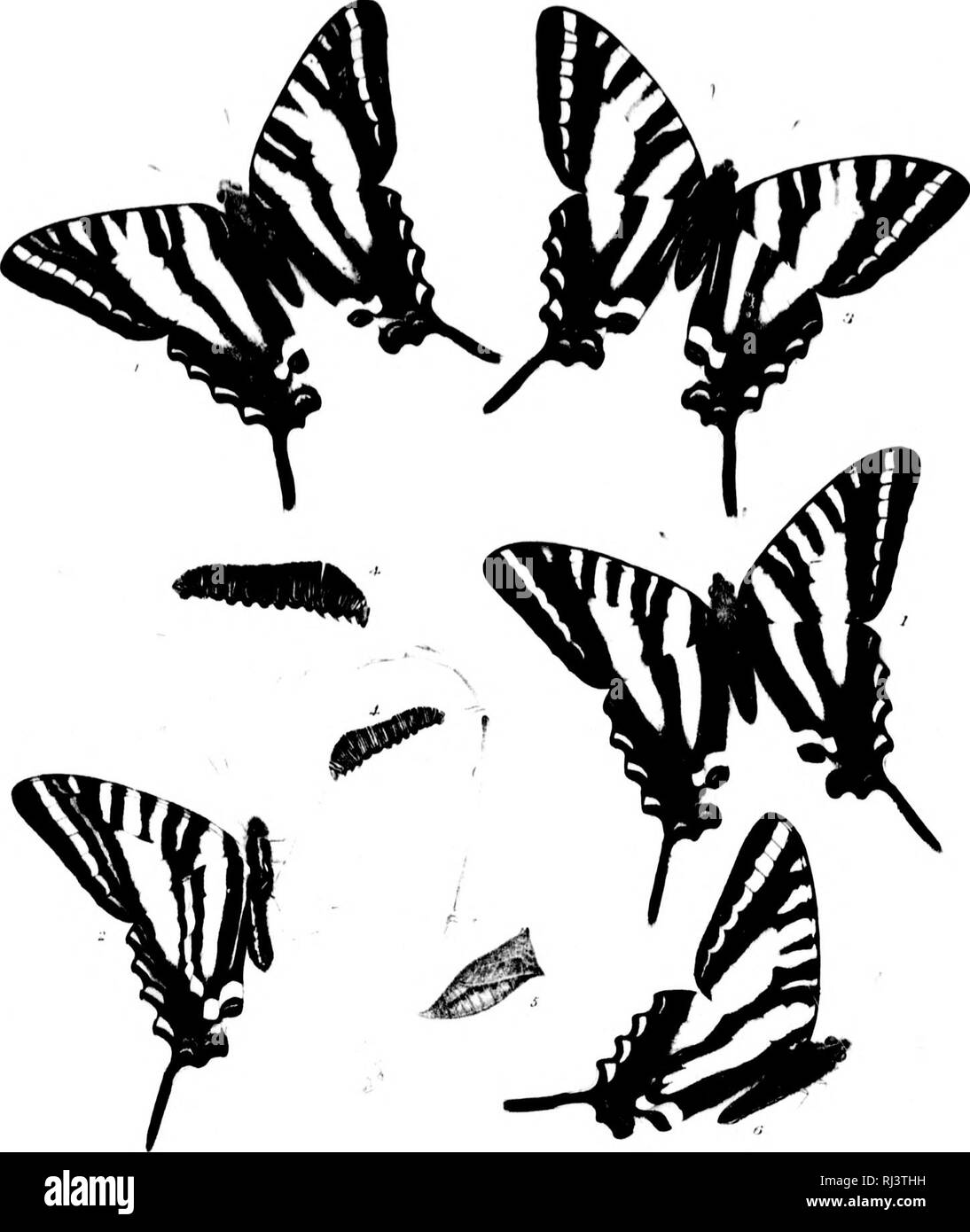 . The butterflies of North America [microform]. Butterflies; Butterflies; Lepidoptera; Papillons; Papillons; LÃ©pidoptÃ¨res. I ff^/f;0:?^:r''iV;f ({;&quot;),,. L'rswn bv Mary Tearl AJAX, VAK WAi,8H.II.. 1, r^ 6 3 9. â /â litrydf s i.lirsii/t.'i a /ir Abhrjtti A '1' SinL'ldU-3 alh I'l.il^. Please note that these images are extracted from scanned page images that may have been digitally enhanced for readability - coloration and appearance of these illustrations may not perfectly resemble the original work.. Edwards, William H. (William Henry), 1822-1909. Philadelphia : American Entomological S Stock Photo