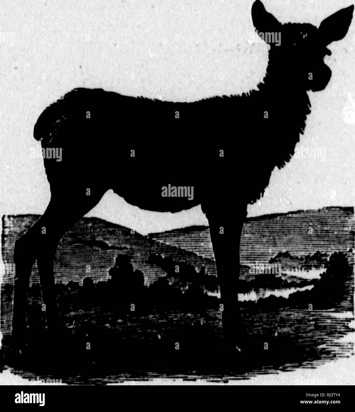 The Big game of North America [microform] : its habits, habitat, haunts,  and charcteristics : how, when, and where to hunt it. Hunting; Hunting; Big  game hunting; Big game hunting; Chasse;