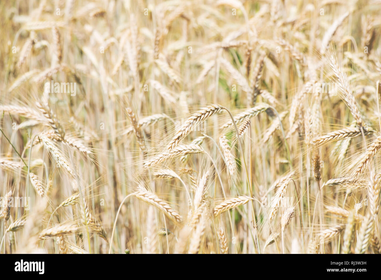 Wheat field close up Stock Photo