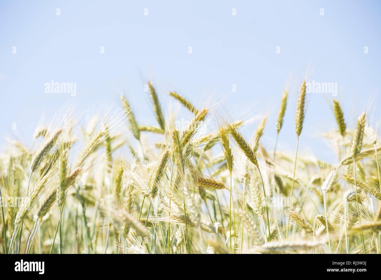 Wheat over a blue sky Stock Photo