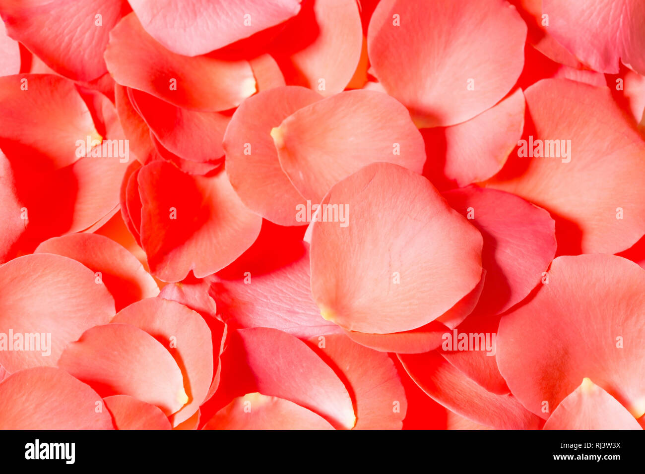 Red rose petals close up Stock Photo