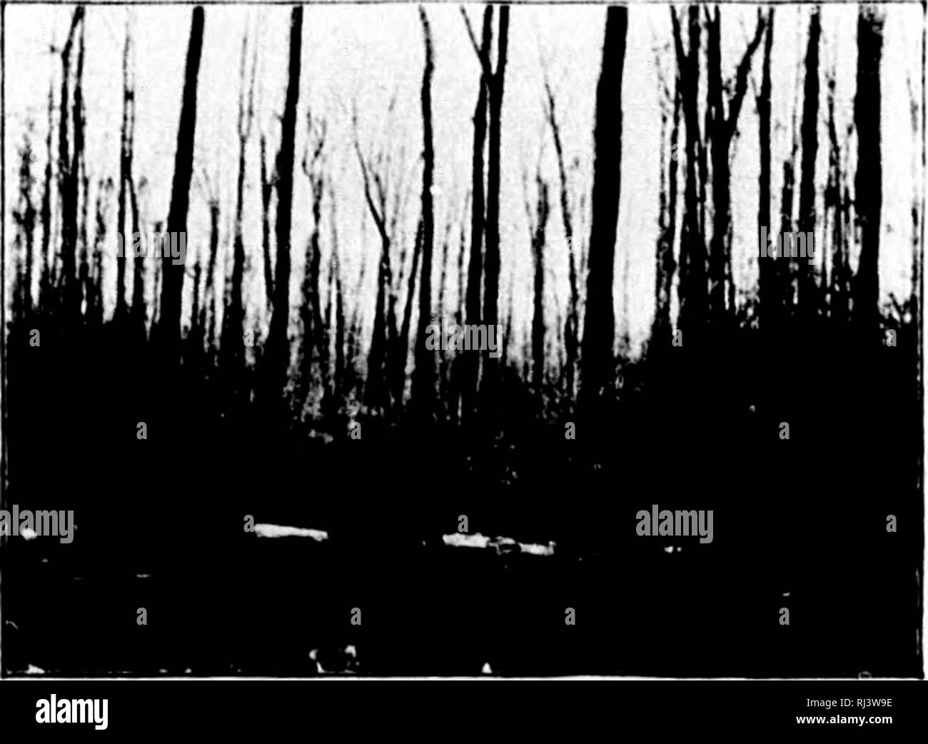 . The land of the muskeg [microform]. Hunting; Chasse. T.I â ! !3 â r 172 rui' i,An oi' vwv. miski-c. large patches of ' devil's clubs' {Fatsia horrida). The [)lant grew to the height of about two feet ; the leaves are very large, and have a mildly innocent appearance. But the stalk under the big leaves is covered with long and intensely sharp thorns, which pierce the llesh and break off, causing a painful sore. The order of our march was as follows:âDaukhan walked first, selecting the best road, and clearing the more impene- trable thickets with a hatchet or hunting- knife. Next came John, w Stock Photo