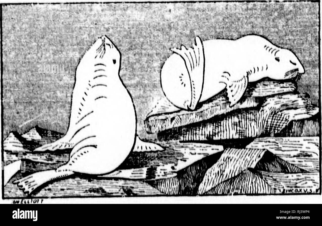 . The marine mammals of the north-western coast of North America described and illustrated [microform] : together with an account of the American whale-fishery. Cetacea; Pinnipedia; Whaling; Sealing; Marine mammals; Cétacés; Pinnipèdes; Baleines; Phoques; Mammifères marins. No. 5.—View op Female Fur Seal from p'.low.. No. 6. —Attitudes of Fur Seals,. Please note that these images are extracted from scanned page images that may have been digitally enhanced for readability - coloration and appearance of these illustrations may not perfectly resemble the original work.. Scammon, Charles M. (Charl Stock Photo