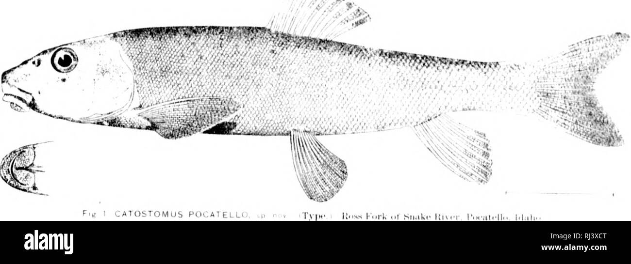 . Report of the commissioner of fish and fisheries on investigations in the Columbia River basin in regard to the salmon fisheries [microform]. Salmon fisheries; Fishery law and legislation; Salmon fishing; Saumon; PÃªche commerciale; Saumon. I R ... (T.i â MM. F.a 1 CATOSTOMUS POCATELLO. .,. - . T.M..- l:..s., i-.,r-U ,.r Sn..k,- l!n .r r.KUI.-ll.. Please note that these images are extracted from scanned page images that may have been digitally enhanced for readability - coloration and appearance of these illustrations may not perfectly resemble the original work.. McDonald, Marshall, 1835-18 Stock Photo
