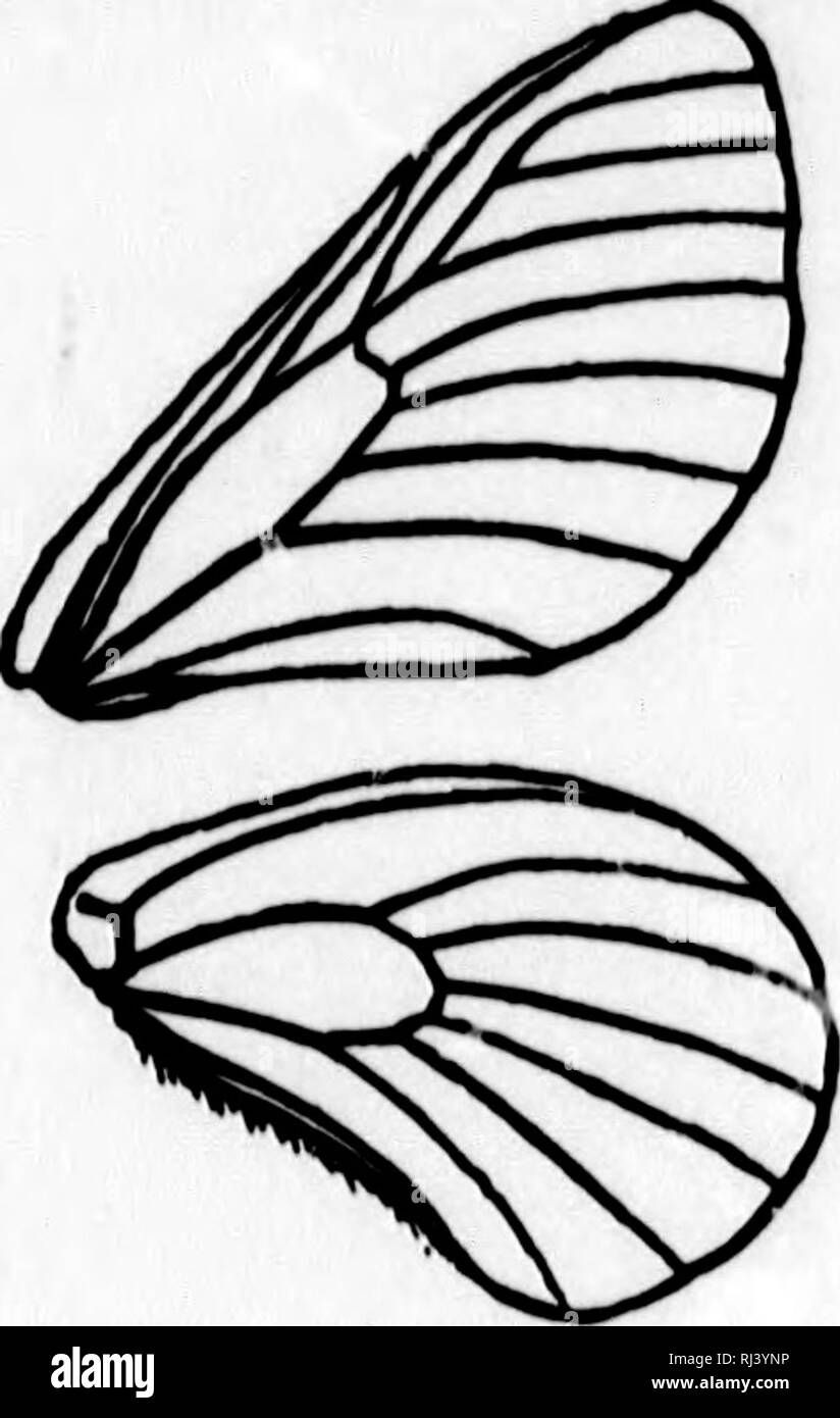 . The butterfly book [microform] : a popular guide to a knowledge of ...