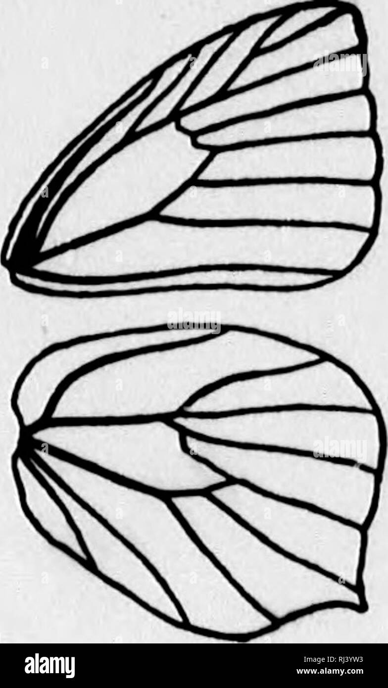 . The butterfly book [microform] : a popular guide to a knowledge of the butterflies of North America. Butterflies; Papillons. Qenui Teriat. Fig. 148.—Neura- tion of the genus Te- rias. of the Pierince. The outer margin of the wings is generally straight or slightly rounded, though in a few species the apex is somewhat acuminate. The outer margin of the hind wings is generally rounded, though in a few species it is acuminate. Egg.—Strongly spindle-shaped, pointed and rounded at the base and at the apex, much swol- len at the middle, its sides marked by numerous broad but slightly raised vertic Stock Photo