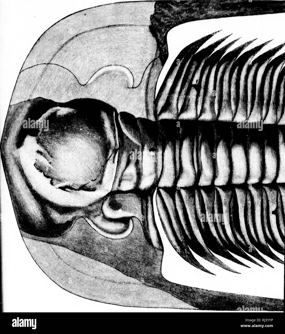 . On the Cambrian faunas of North America [microform] : preliminary ...