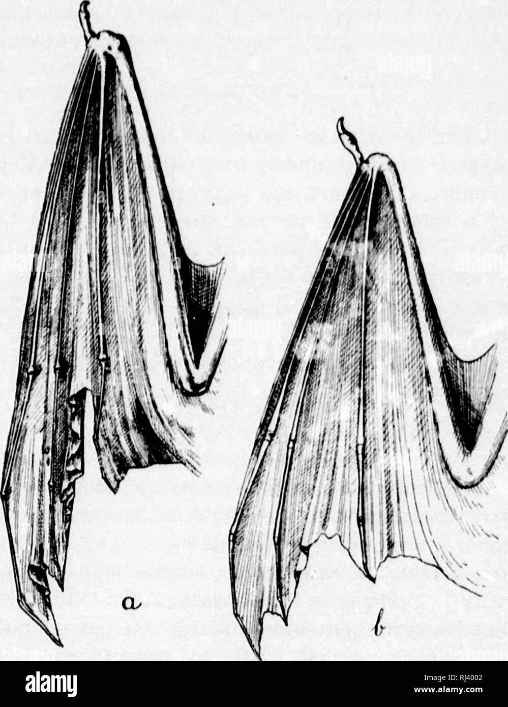 . Revisions of the North American bats of the family Vespertilionid[a]e [microform]. Bats; Chauves-souris. OKOORAPHIC VARIATION. iddition to than that of tlieadultHHixl th iiiiiiiatiire Hkull dill'ers in si/.e and torni t'roni that of the adult, but as the sutures disappear at an early ajje. it is (d'ten somewhat ditllcult to recojjni; &lt;,'. 1 have found that tlu- best j;«'f the linger Joints. In spcciinenM young enonjfh to furnish unreliable characters these are always large and loosely formed, with opi|ihyses separate from the ends of the phalanges and metacarpals, bi&gt;th of which are di Stock Photo