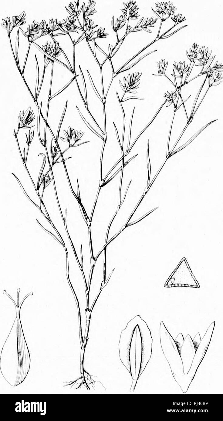 . A monograph of the North American species of the genus Polygonum [microform]. Botany; Dicotyledons; Botanique; Dicotyledones. wMiiiri'mLnji.' MEMOIRS DEPARTMENT OF BOTANY COLUMBIA COLLEGE, Vol I. I'LATE bb. t l&gt;llt.. ' I POLYGONUM POLYGALOIDES Meisner.. Please note that these images are extracted from scanned page images that may have been digitally enhanced for readability - coloration and appearance of these illustrations may not perfectly resemble the original work.. Small, John K. (John Kunkel), 1869-1938. [Lancaster, Pa. ? : s. n. Stock Photo