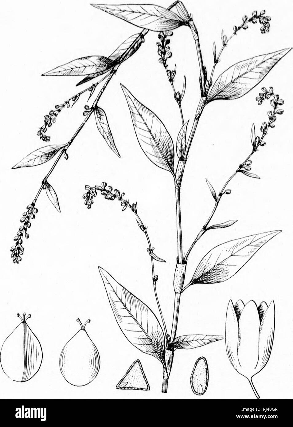A monograph of the North American species of the genus Polygonum  [microform]. Botany; Dicotyledons; Botanique; Dicotyledones. MKM()Il:s  Dl.|.AHTMHNT UF BoTANY COLUMBIA CULLEOE, 4 Vul., 1, pLATt 29.. • I i  POLYGONUM