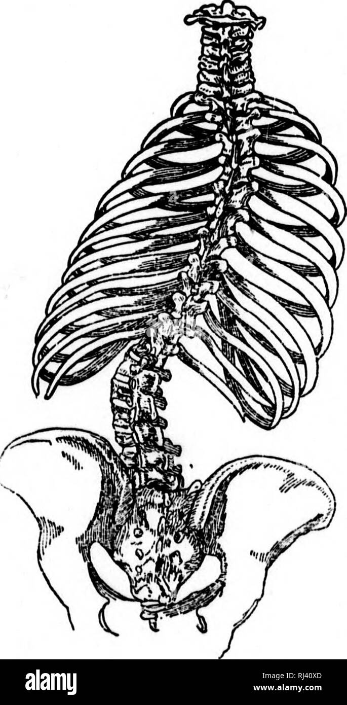 Public school physiology and temperance [microform]. Physiology; Nervous  system; First aid in illness and injury; Physiologie; Nerveux, SystÃ¨me;  Premiers soins. I' 178 PHYSIOLOGY AND TEMPEBANCE. li â '' II sleep when