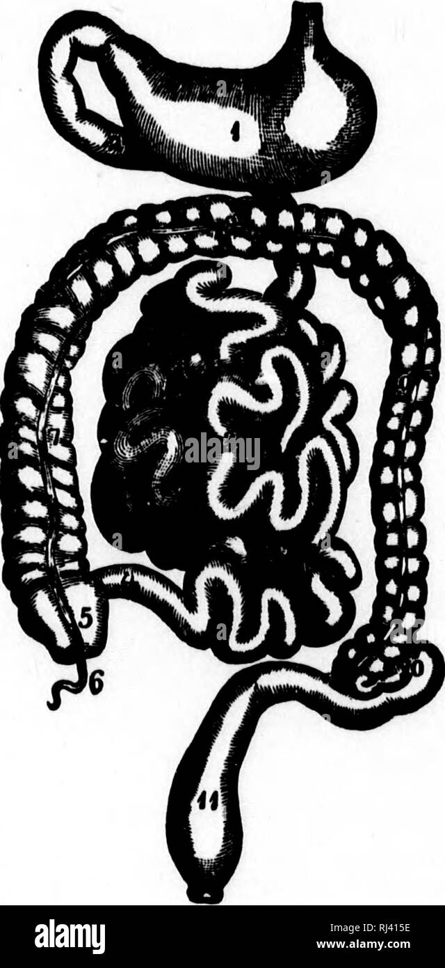 . Public school physiology and temperance [microform]. Physiology ...