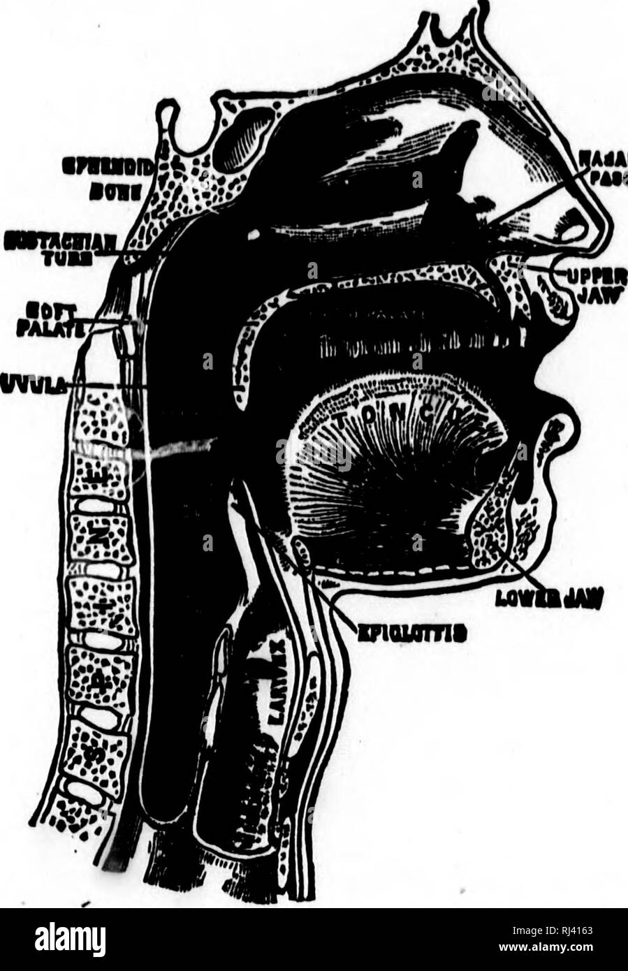 . Public school physiology and temperance [microform]. Physiology ...