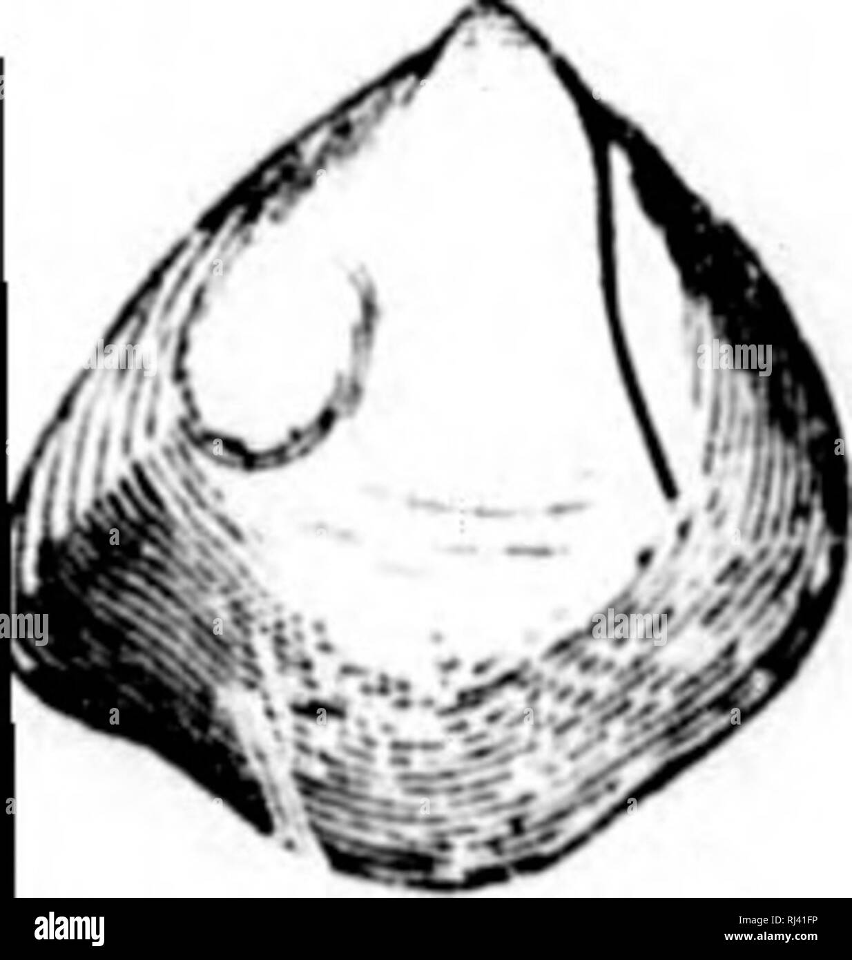 . Acadian geology [microform] : the geological structure, organic remains and mineral resources of Nova Scotia, New Brunswick and Prince Edward Island. Geology; Paleontology; Geology; Geology; Geologie; Paléontologie; Géologie; Géologie. FOSSILS. 601 hows it to Lc these maiks. Fig. 206. C. elongatus. cardinal line curving, with a scarcely defined ridge along the um- bonial slope; basal margin strongly rounded, sinuate on the postero- basal margin and regularly rounded, with a scarcely defined ridge extending down the slope just anterior to the clavicle. Surface finely striated concentrically,  Stock Photo