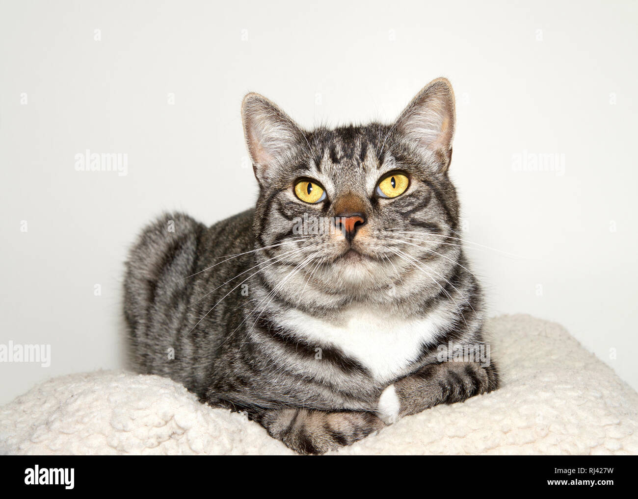 Black grey and white tabby cat sitting comfortably relaxed in a pet bed looking at viewer Stock ...