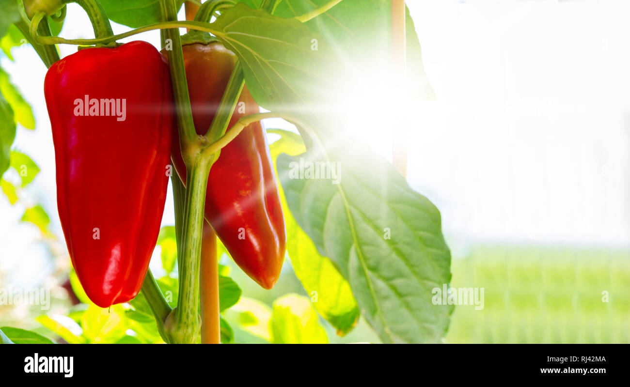 Paprika im Garten im Sonnenschein Stock Photo