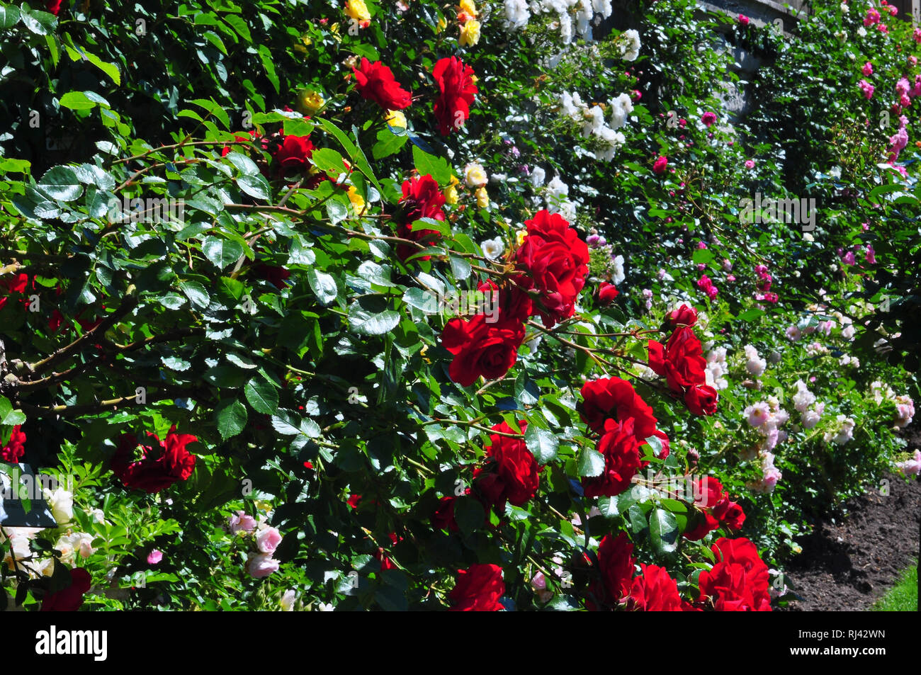 Heckenrosen hi-res stock photography and images - Alamy