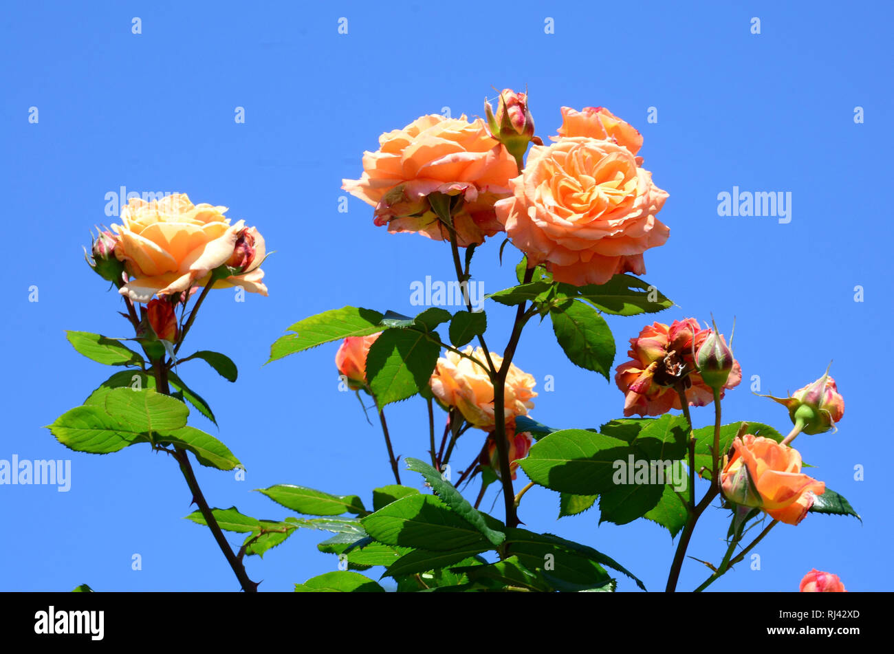 Botanik, Rosenstrauch, orange, Stock Photo
