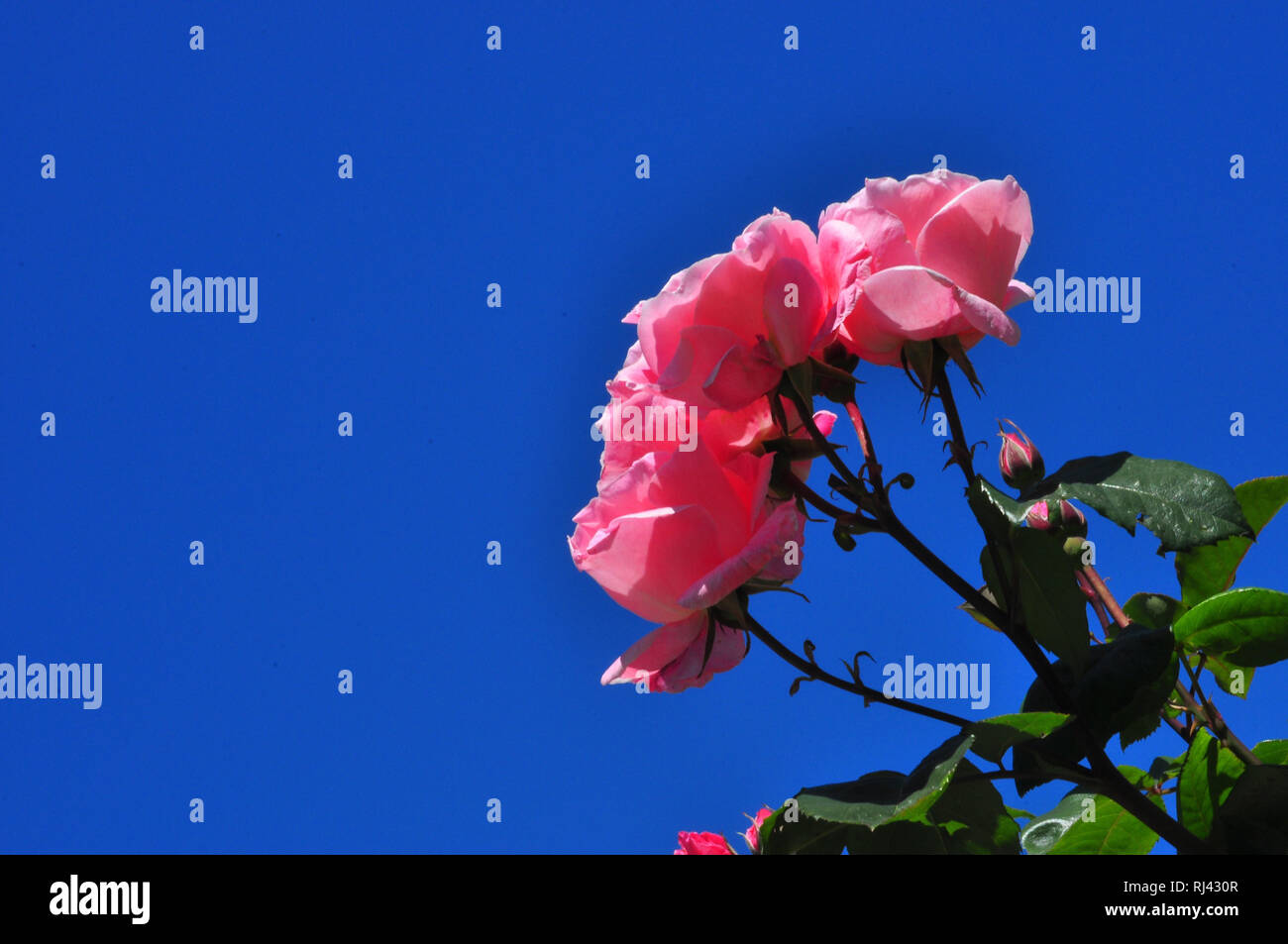 Botanik, Rosenbl¸ten, rosa, Strauchrose, Stock Photo