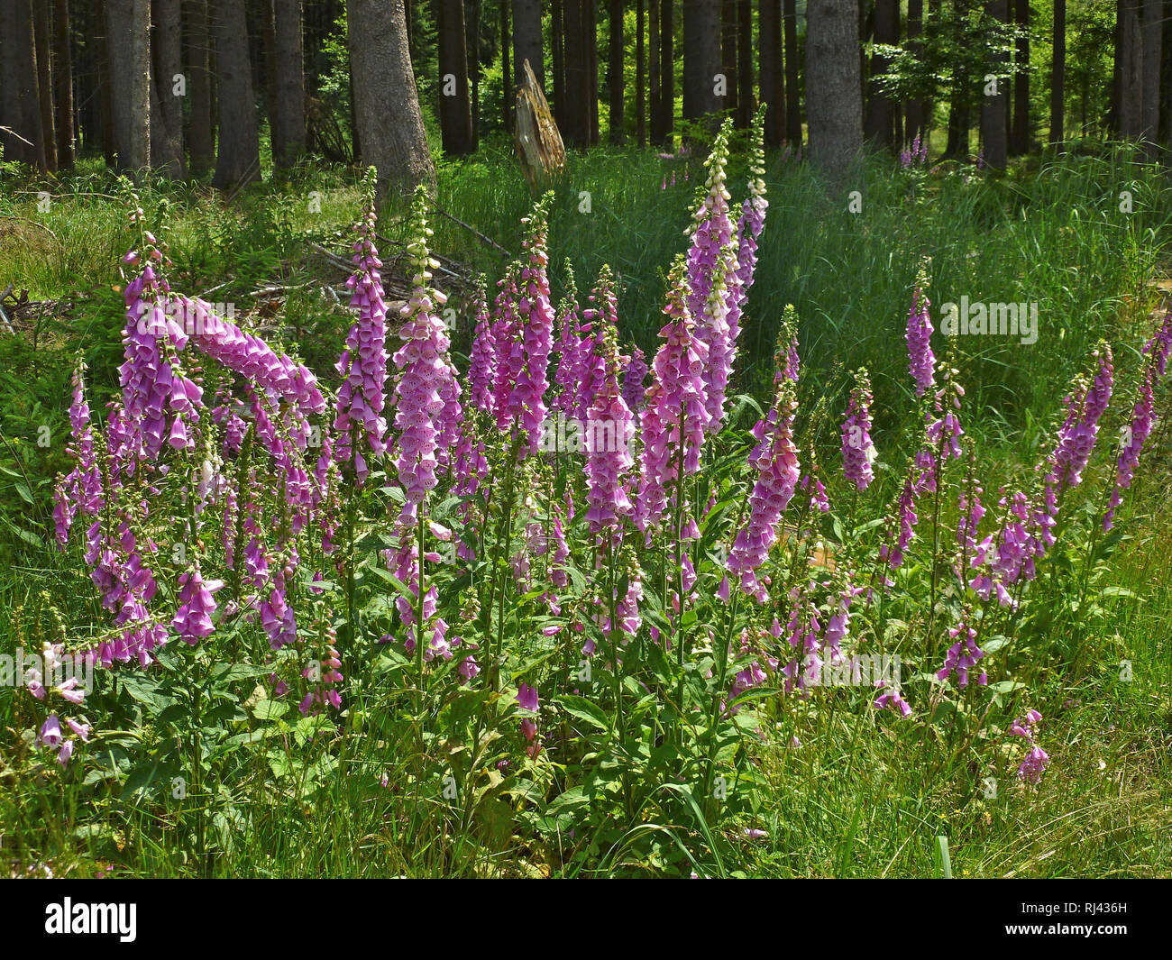 Deutschland, Oberbayern, Roter Fingerhut, Digitalis purpurea, Stock Photo