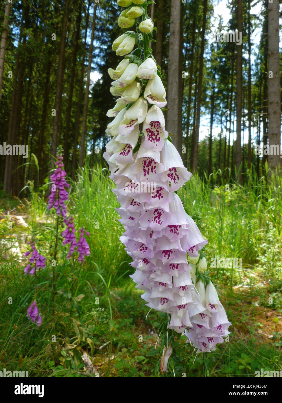 Deutschland, Oberbayern, Roter Fingerhut, Digitalis purpurea albiflora, Stock Photo