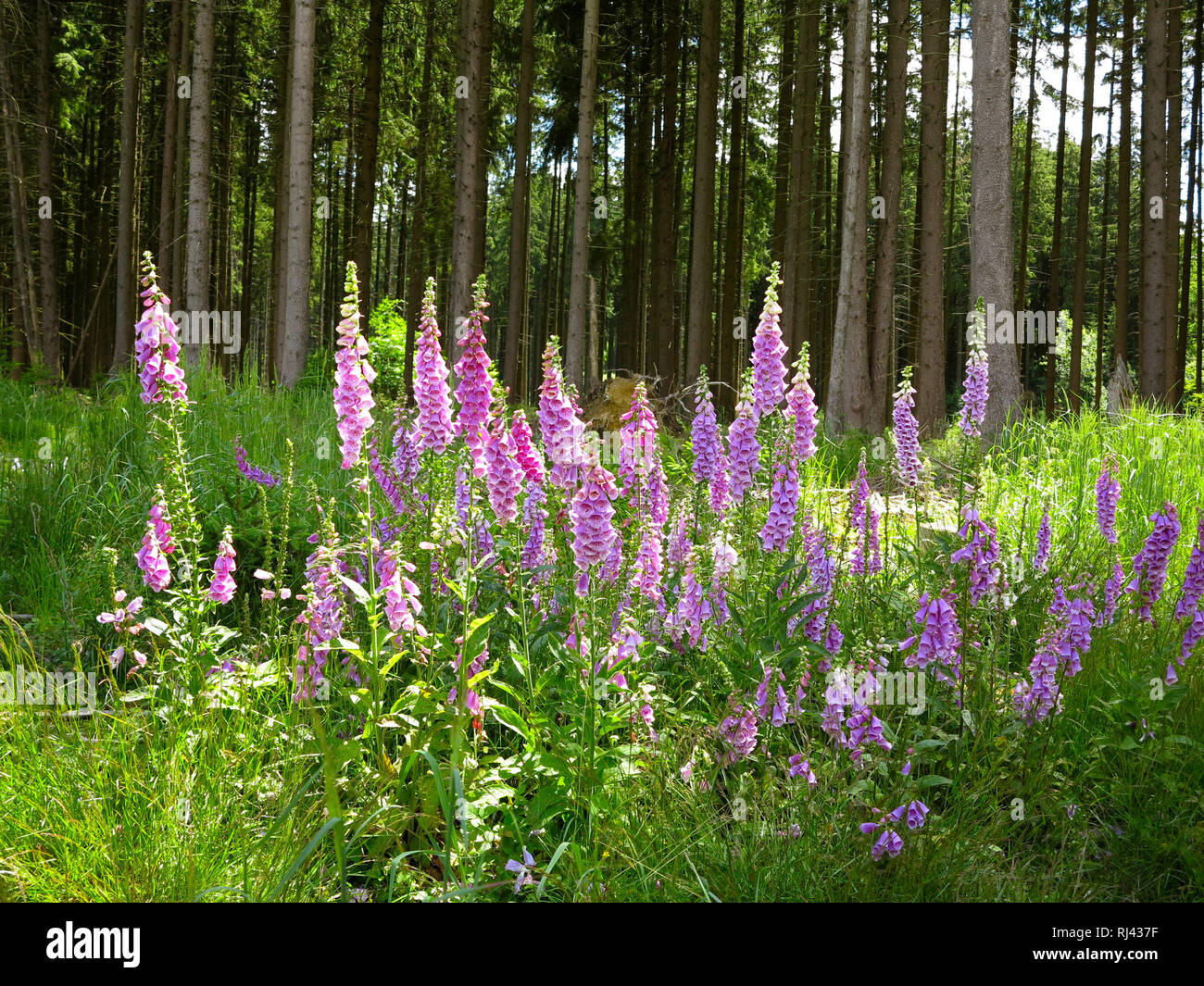 Deutschland, Oberbayern, Roter Fingerhut, Digitalis purpurea, Stock Photo