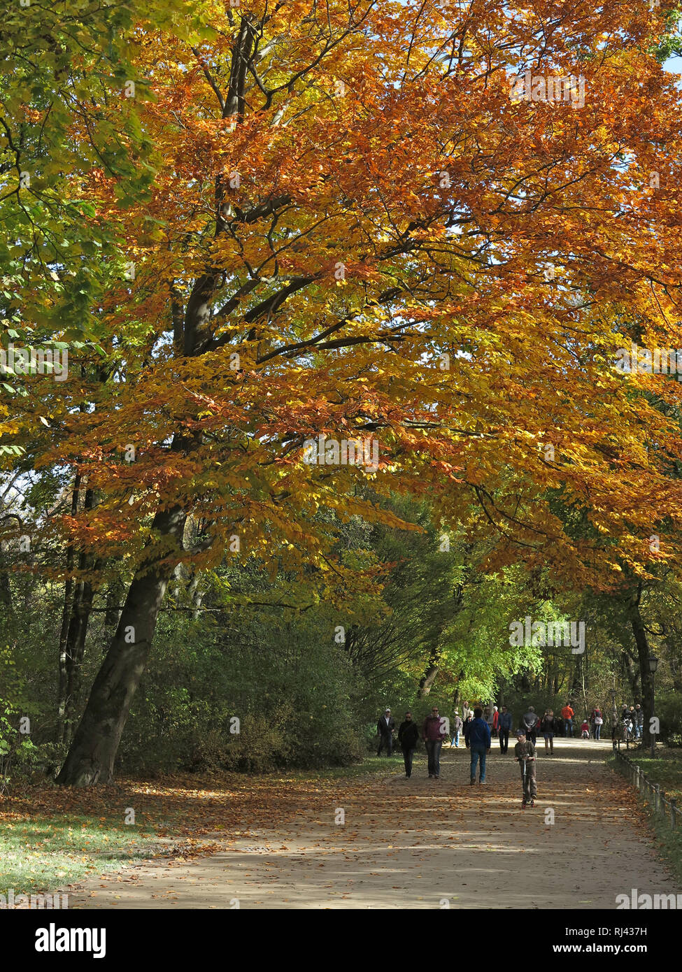 Stadtpark englischer garten hires stock photography and images Alamy