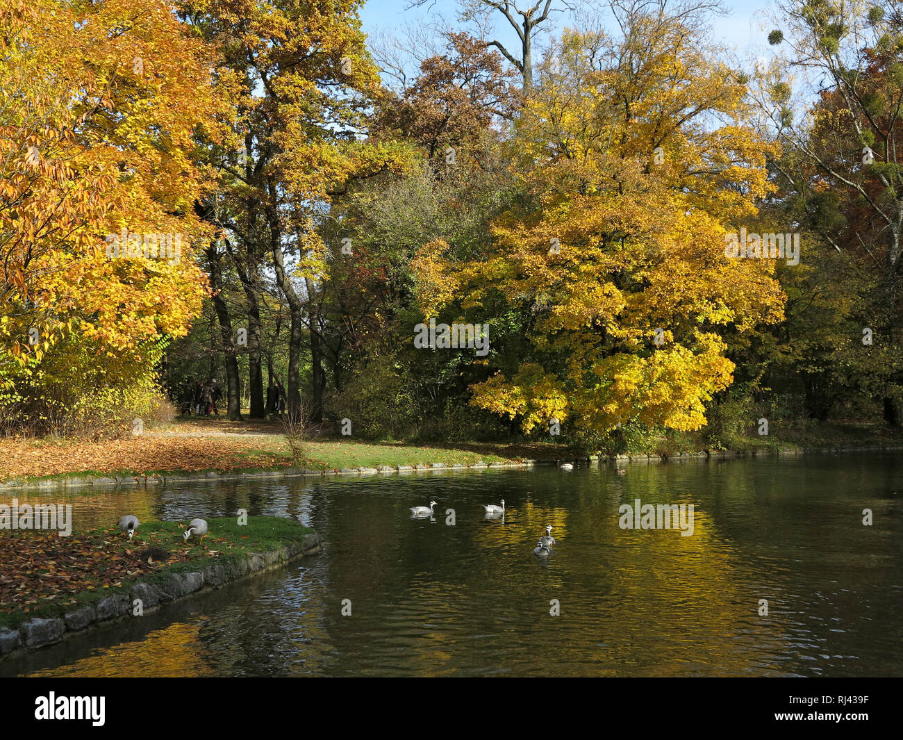 Stadtpark englischer garten hires stock photography and images Alamy