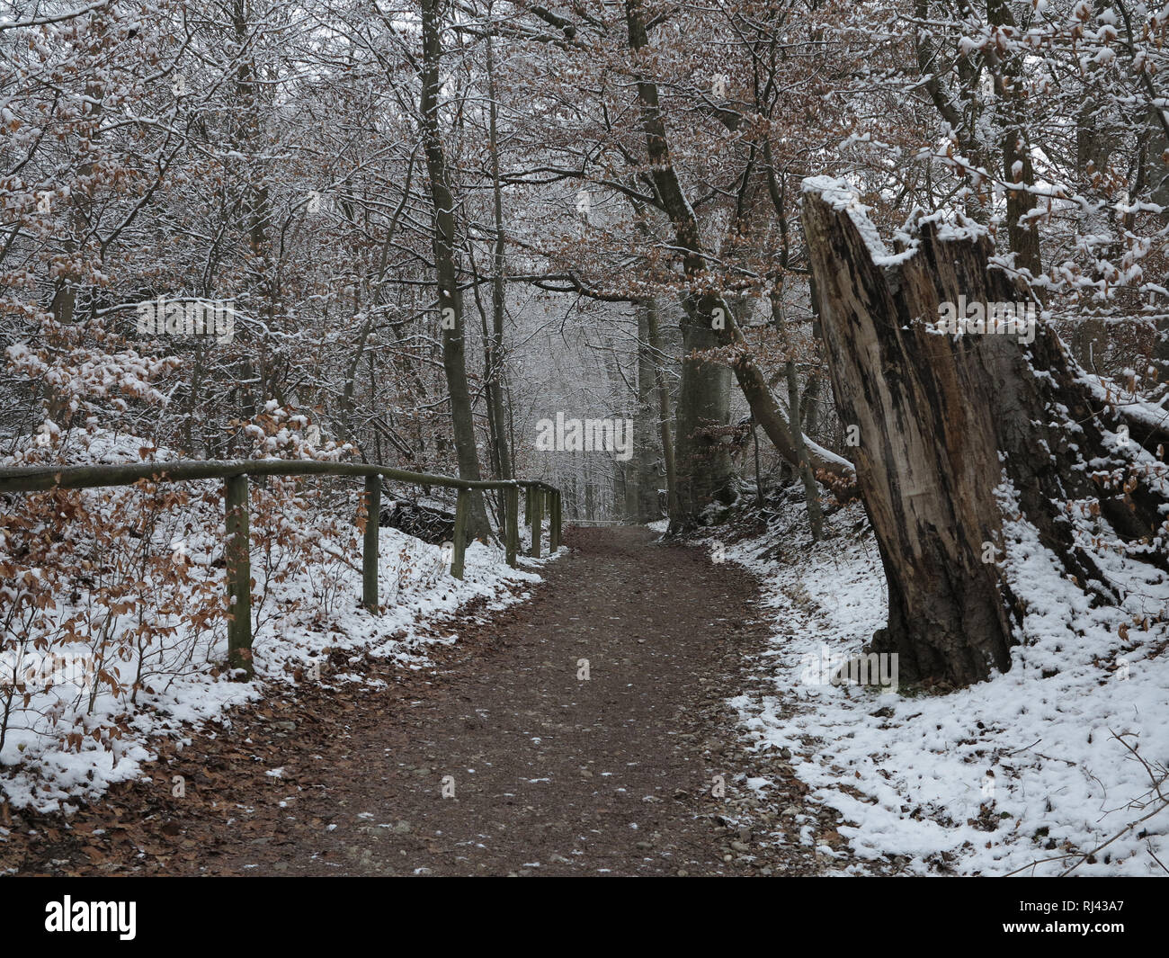 Deutschland, Oberbayern, Wanderweg zum Kloster Andechs, Winter, Stock Photo