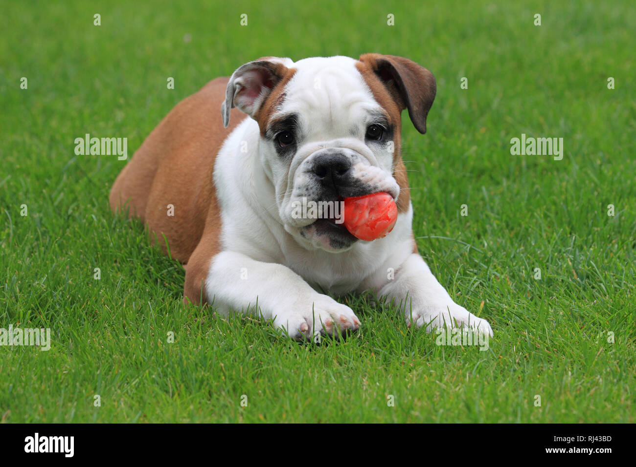Amerikanische Bulldogge Jungtier liegt mit Ball auf Wiese, Stock Photo