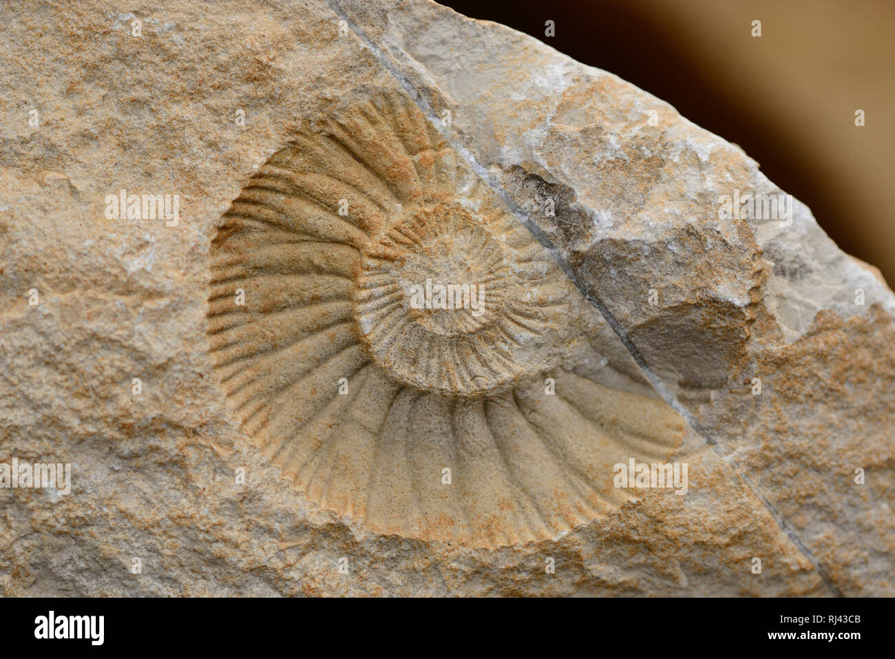 Ammonit, Lithacoceras sp., Fossil, 150 Mio. Jahre, Deutschland, Stock Photo